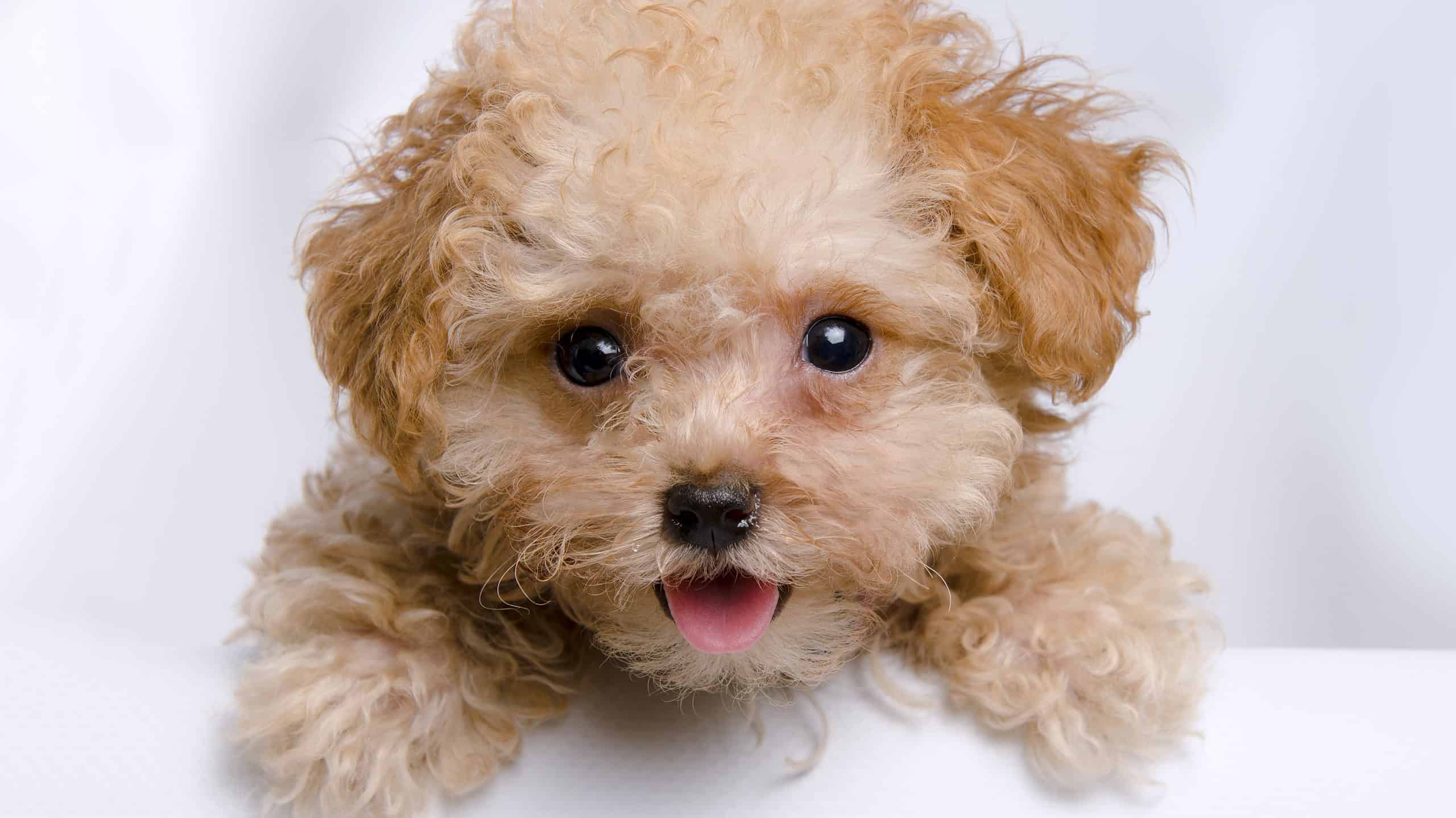 TCA My Teacup Poodle puppies